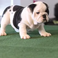 Tyson, a male English Bulldog for sale in Kernersville, NC – Photo 1 of 9