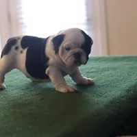 Tyson, a male English Bulldog for sale in Kernersville, NC – Photo 2 of 9