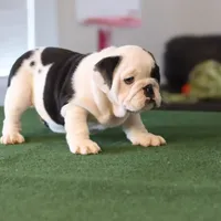 Tyson, a male English Bulldog for sale in Kernersville, NC – Photo 4 of 9