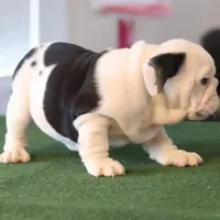 Tyson, a male English Bulldog for sale in Kernersville, NC – Photo 5 of 9