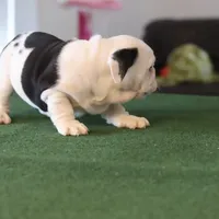 Tyson, a male English Bulldog for sale in Kernersville, NC – Photo 7 of 9