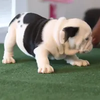 Tyson, a male English Bulldog for sale in Kernersville, NC – Photo 8 of 9