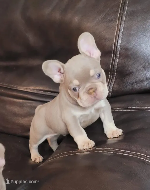 Radar – French Bulldog puppy for sale in Kernersville, NC