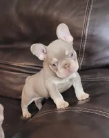 Radar, a male French Bulldog for sale in Kernersville, NC – 1 of 1