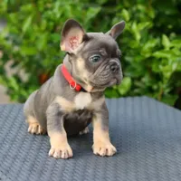 Cyborg, a female French Bulldog for sale in Kernersville, NC – Photo 6 of 7