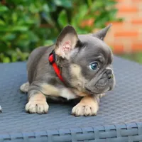 Cyborg, a female French Bulldog for sale in Kernersville, NC – Photo 3 of 7