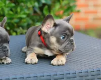 Cyborg, a female French Bulldog for sale in Kernersville, NC – Photo 3 of 7