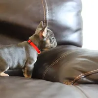 Cyborg, a female French Bulldog for sale in Kernersville, NC – Photo 2 of 7