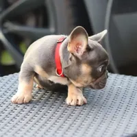 Cyborg, a female French Bulldog for sale in Kernersville, NC – Photo 5 of 7