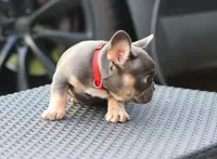 Cyborg, a female French Bulldog for sale in Kernersville, NC – Photo 5 of 7