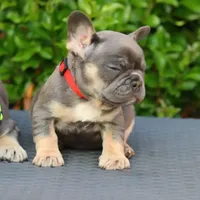 Cyborg, a female French Bulldog for sale in Kernersville, NC – Photo 4 of 7