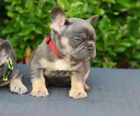 Cyborg, a female French Bulldog for sale in Kernersville, NC – Photo 4 of 7