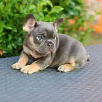 Cyborg, a female French Bulldog for sale in Kernersville, NC – Photo 7 of 7