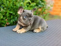 Cyborg, a female French Bulldog for sale in Kernersville, NC – Photo 7 of 7