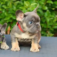 Cyborg, a female French Bulldog for sale in Kernersville, NC – Photo 1 of 7