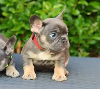 Cyborg, a female French Bulldog for sale in Kernersville, NC – Photo 1 of 7