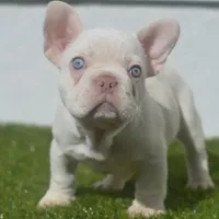 Starbucks, a male French Bulldog for sale in Kernersville, NC – Photo 1 of 3