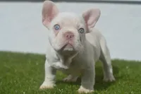 Starbucks, a male French Bulldog for sale in Kernersville, NC – Photo 1 of 3