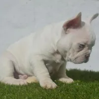 Starbucks, a male French Bulldog for sale in Kernersville, NC – Photo 3 of 3