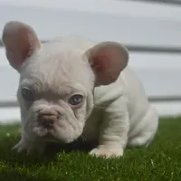 Starbucks, a male French Bulldog for sale in Kernersville, NC – Photo 2 of 3