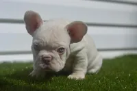 Starbucks, a male French Bulldog for sale in Kernersville, NC – Photo 2 of 3