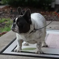 Jazzy, a female French Bulldog for sale in Kernersville, NC – Photo 1 of 8