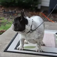 Jazzy, a female French Bulldog for sale in Kernersville, NC – Photo 4 of 8