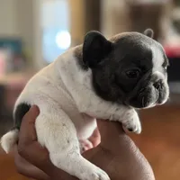 Jazzy, a female French Bulldog for sale in Kernersville, NC – Photo 5 of 8