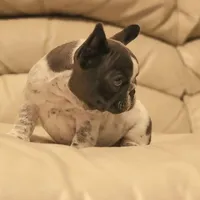 Jazzy, a female French Bulldog for sale in Kernersville, NC – Photo 6 of 8