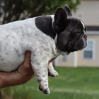 Jazzy, a female French Bulldog for sale in Kernersville, NC – Photo 2 of 8