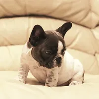 Jazzy, a female French Bulldog for sale in Kernersville, NC – Photo 7 of 8