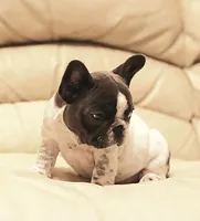 processed/b1c45721-6399-43f5-8614-5a09087da238/listing/c67ba157-bff6-496e-8fa2-2a526f28358a/c8b3ff98-39fb-4a4a-bdb0-4bf3a6018a19