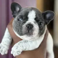 Jazzy, a female French Bulldog for sale in Kernersville, NC – Photo 8 of 8