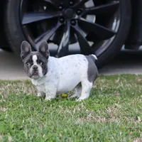 Jazzy, a female French Bulldog for sale in Kernersville, NC – Photo 3 of 8