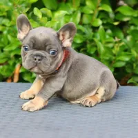 Amigo, a male French Bulldog for sale in Kernersville, NC – Photo 1 of 2