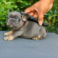 Amigo, a male French Bulldog for sale in Kernersville, NC – Photo 2 of 2