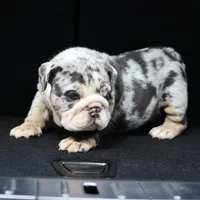 Cashmere, a female English Bulldog for sale in Kernersville, NC – Photo 3 of 9
