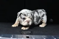 processed/b1c45721-6399-43f5-8614-5a09087da238/listing/d88a01e1-80cd-4fed-8c91-0e5bcc38c42b/1452edfc-2712-4900-8b27-a835e6585f61