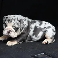 Cashmere, a female English Bulldog for sale in Kernersville, NC – Photo 1 of 9