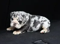 processed/b1c45721-6399-43f5-8614-5a09087da238/listing/d88a01e1-80cd-4fed-8c91-0e5bcc38c42b/1f79b778-e606-48d3-a373-ee2f64284105