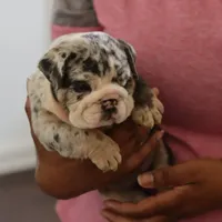 Cashmere, a female English Bulldog for sale in Kernersville, NC – Photo 9 of 9