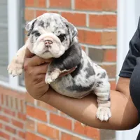 Cashmere, a female English Bulldog for sale in Kernersville, NC – Photo 6 of 9