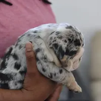 Cashmere, a female English Bulldog for sale in Kernersville, NC – Photo 2 of 9