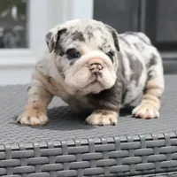 Cashmere, a female English Bulldog for sale in Kernersville, NC – Photo 7 of 9