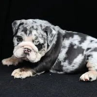 Cashmere, a female English Bulldog for sale in Kernersville, NC – Photo 4 of 9