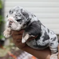 Cashmere, a female English Bulldog for sale in Kernersville, NC – Photo 8 of 9