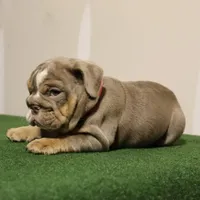 Sasha, a female English Bulldog for sale in Kernersville, NC – Photo 9 of 10