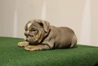 Sasha, a female English Bulldog for sale in Kernersville, NC – Photo 9 of 10