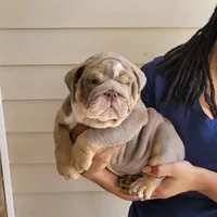 Sasha, a female English Bulldog for sale in Kernersville, NC – Photo 1 of 10