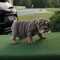 Sasha, a female English Bulldog for sale in Kernersville, NC – Photo 10 of 10